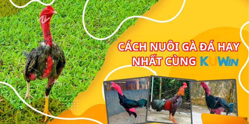 cach-nuoi-ga-da-gioi-thieu