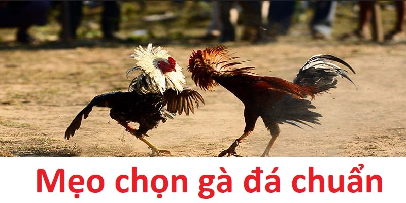 meo-chon-ga-da-meo