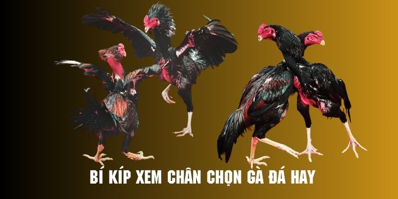 xem-chan-ga-choi-bi-kip