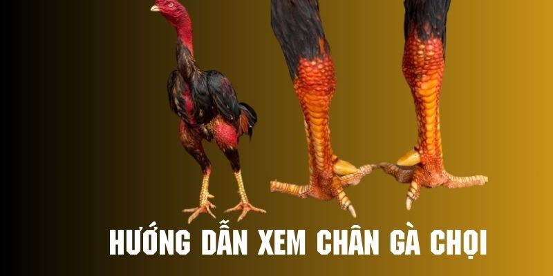 xem-chan-ga-choi-huong-dan