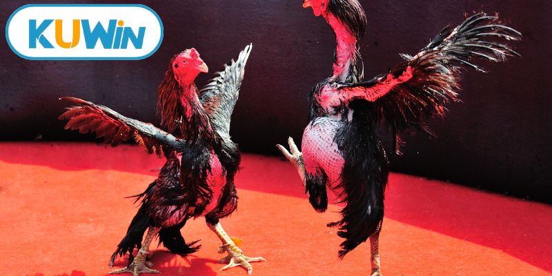 Áp dụng mẹo cược đá gà online thành công