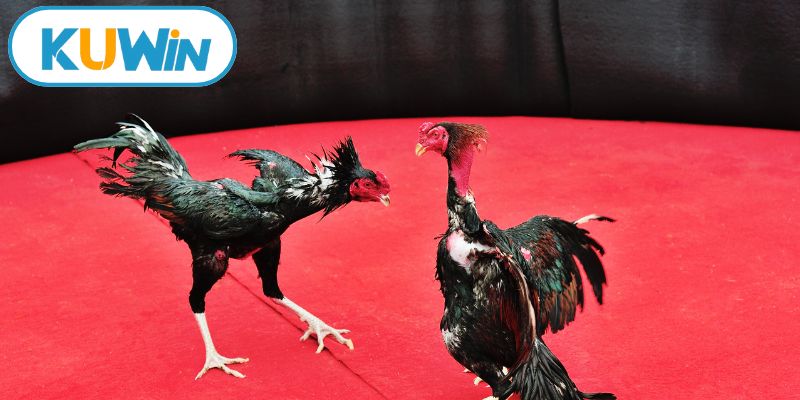 Chiến thuật soi kèo chuẩn xác mỗi ngày