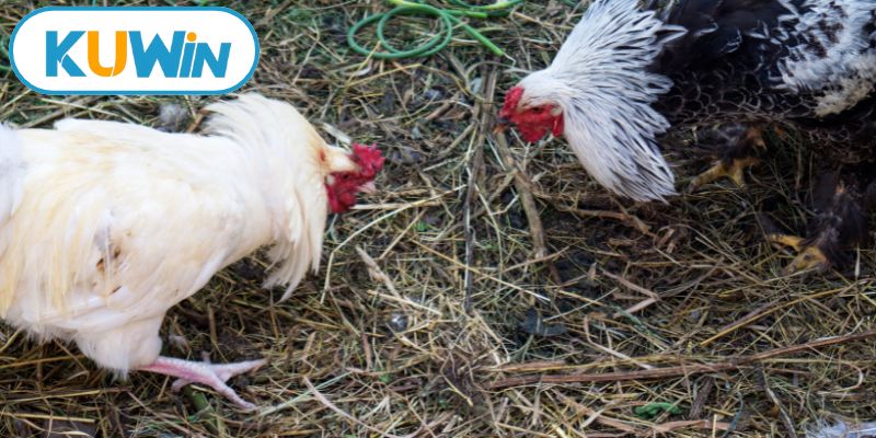 Đa dạng các thể thức thi đấu đặc sắc