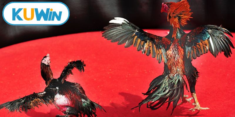 Mẹo cược đá gà online