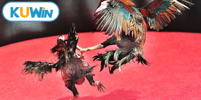 Những điều cần ghi nhớ để cá cược tốt