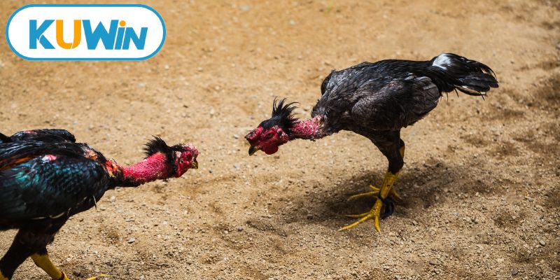 Sảnh cược chuyên nghiệp tại đá gà KUWIN